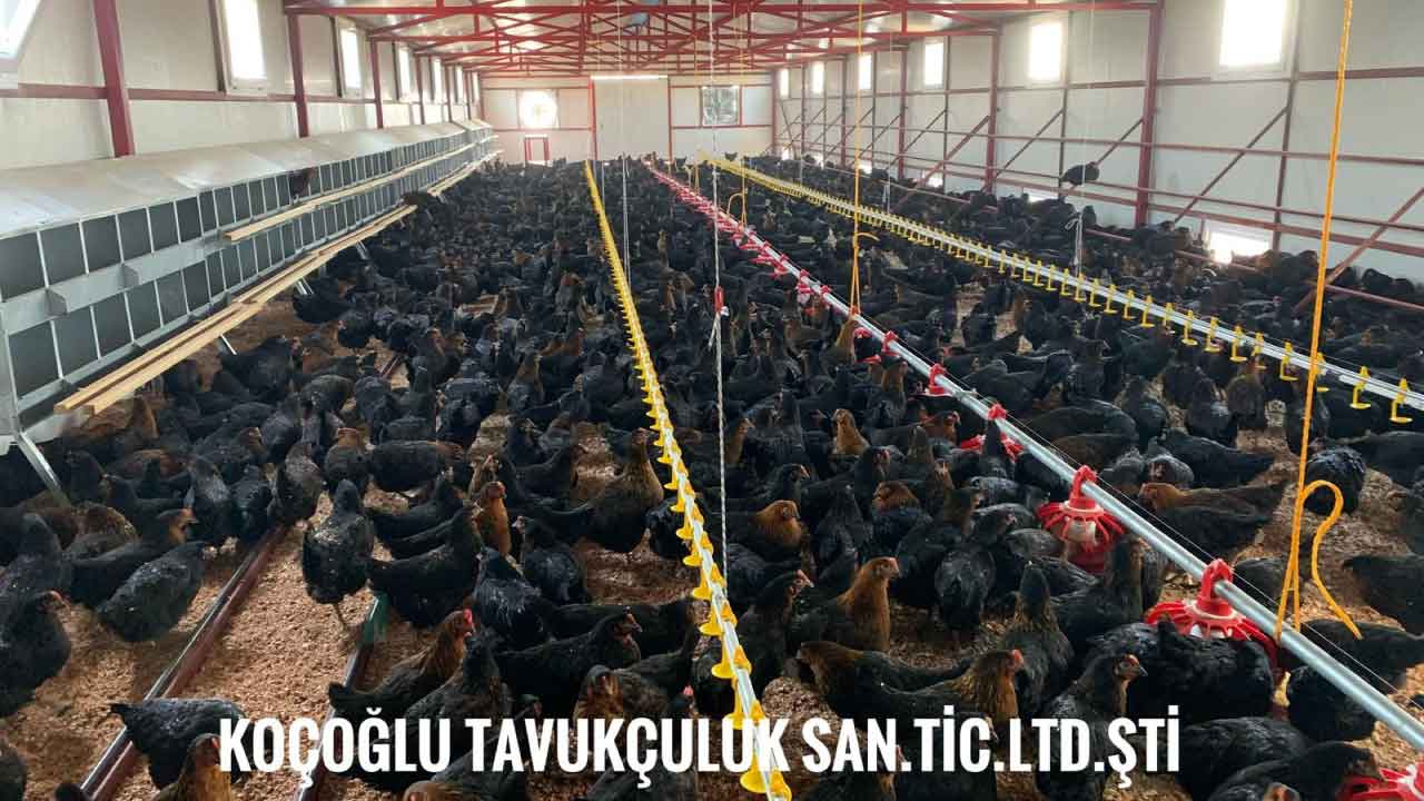 Koçoglu Tavukçuluk Çiftliği